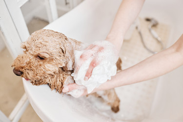 Similar image 21859160