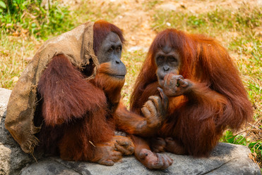 Similar image 21887452