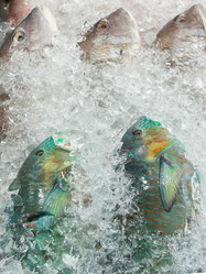 Similar image 21887435