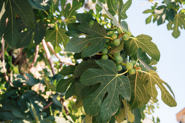 Similar image 21887306