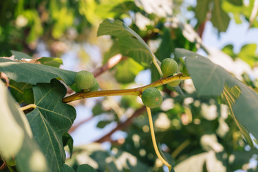 Similar image 21888748