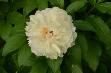 Similar image 21878817