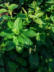 Similar image 21888809