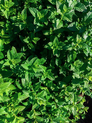 Similar image 21888811