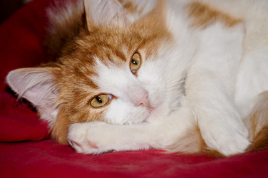 Similar image 21883724