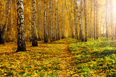 Similar image 21890333