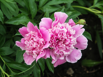 Similar image 21878606