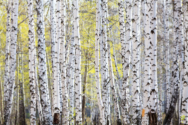 Similar image 21886835