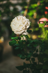 Similar image 21878767