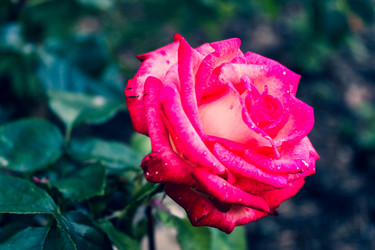 Similar image 21879560