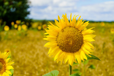 Similar image 21886659