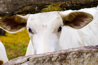 Similar image 21887426