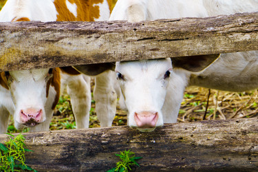 Similar image 21887427