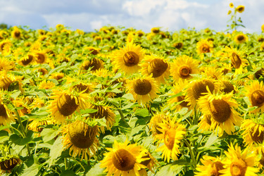 Similar image 21887428