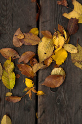 Similar image 21884331