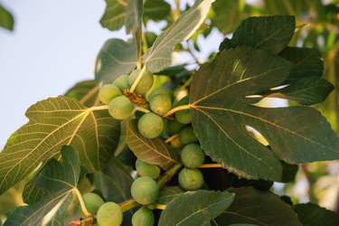 Similar image 21888900