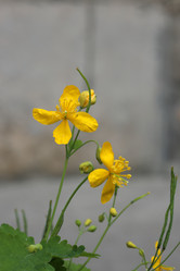 Similar image 21882100