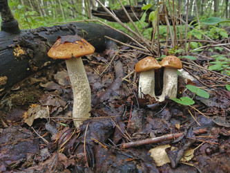 Similar image 21885240