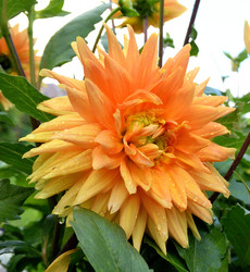 Similar image 21885423