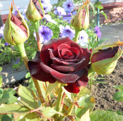 Similar image 21885426