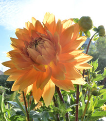 Similar image 21885427