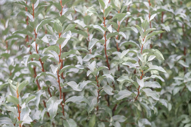 Similar image 21887955