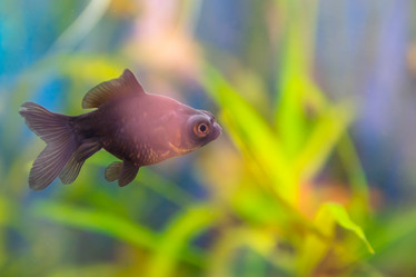 Similar image 21886669