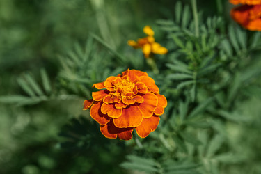 Similar image 21887775