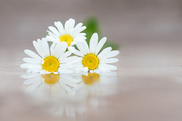 Similar image 21887850