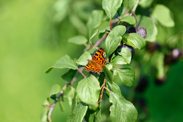 Similar image 21887861