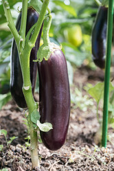 Similar image 21887874