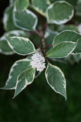 Similar image 21888038