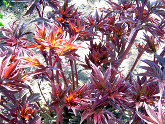 Similar image 21885489