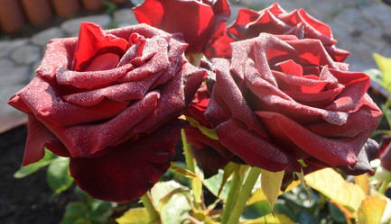 Similar image 21886755