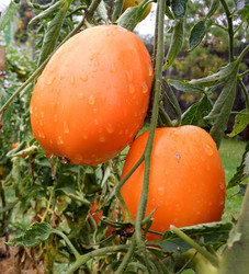 Similar image 21886761