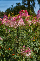 Similar image 21887405