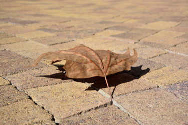 Similar image 21889502