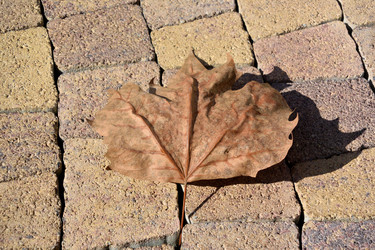 Similar image 21889503