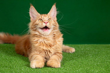 Similar image 21890654