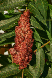 Similar image 21892300