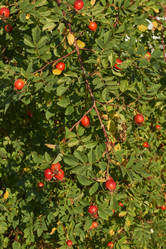 Similar image 21892185