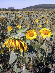 Similar image 21892341