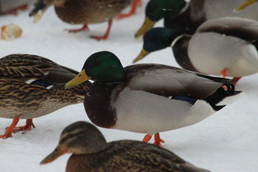 Similar image 21906589