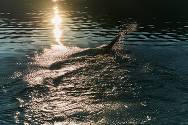 Similar image 21904305