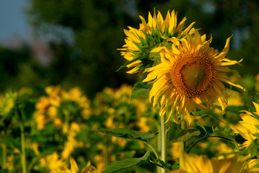 Similar image 21895858