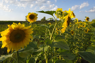 Similar image 21895863