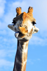 Similar image 21896285