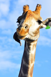 Similar image 21896288