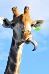 Similar image 21896291