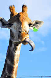 Similar image 21896292